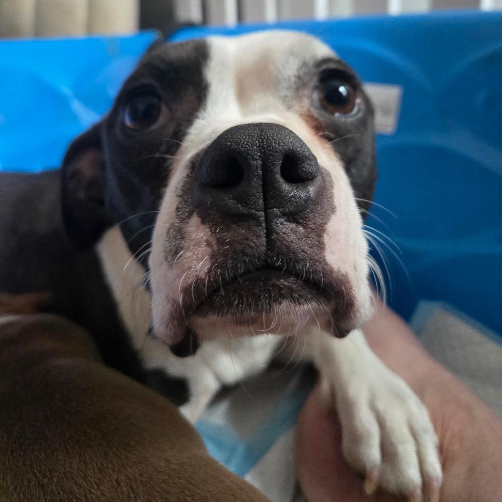 Enlarge Bella, a Adoptable mixed breed in Austell, GA image 5/6