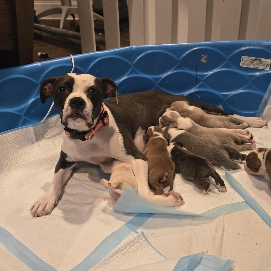 Enlarge Bella, a Adoptable mixed breed in Austell, GA image 6/6