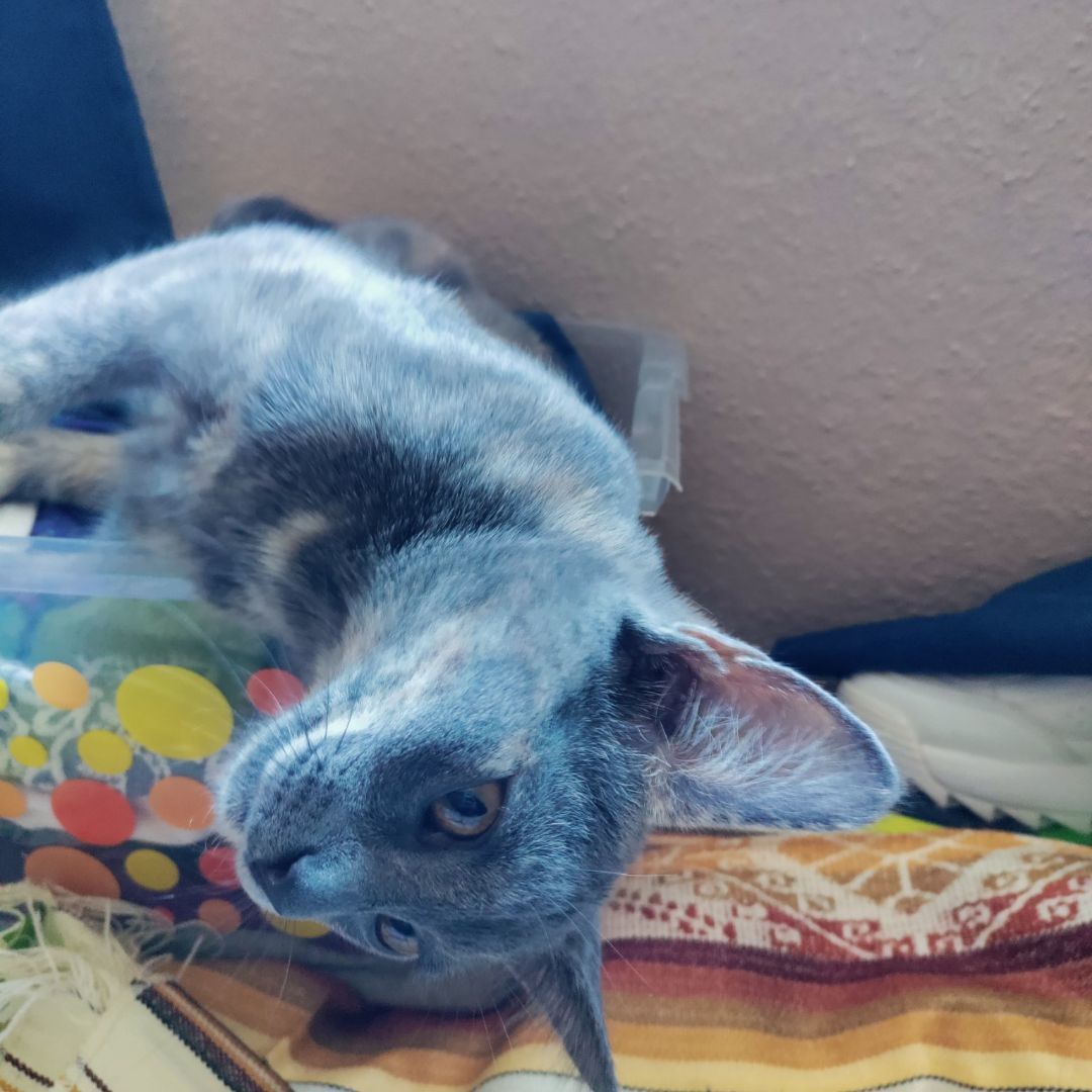 The Three Musketeers, Adoptable, Adult Male Siamese & Russian Blue.