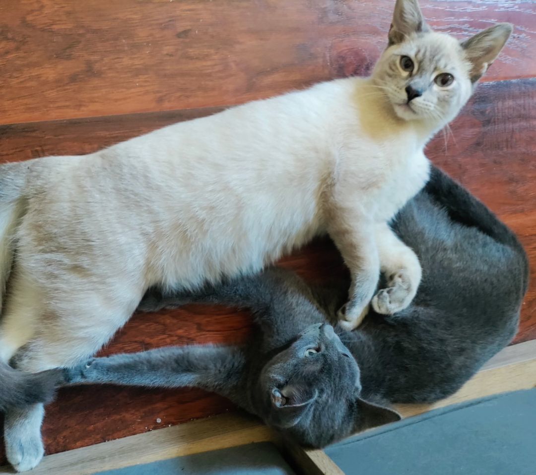 The Three Musketeers, a Adoptable mixed breed in Dickinson, TX image 3/10