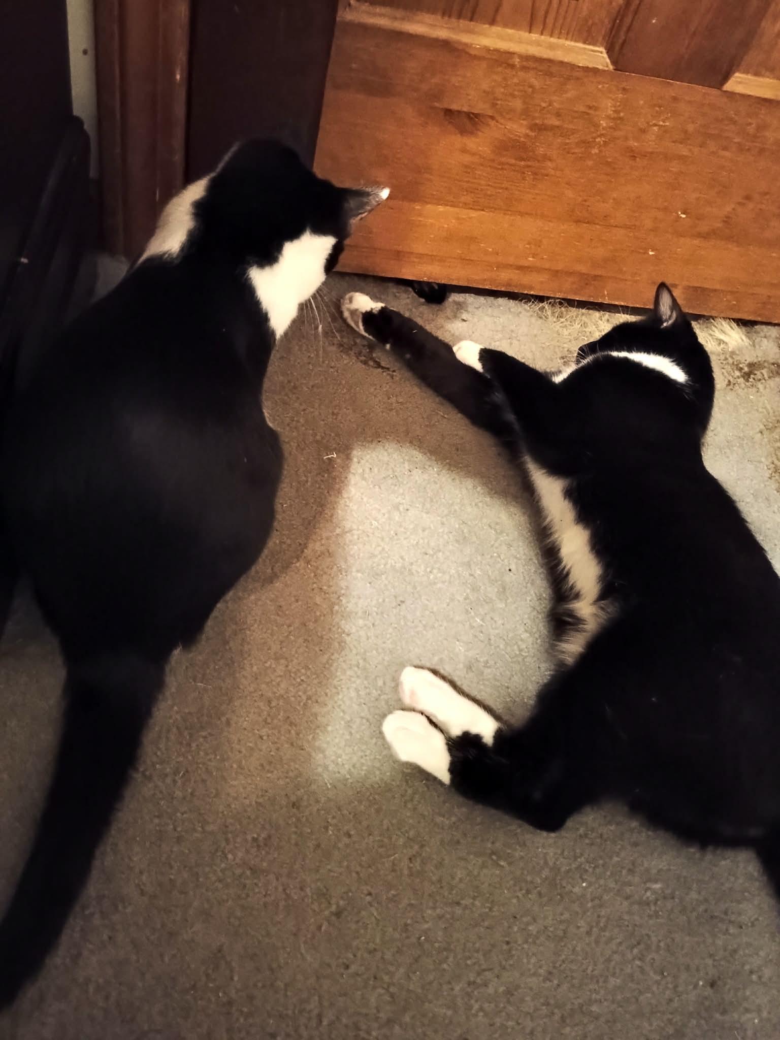 Enlarge Onyx Ax & Q-Tip- BONDED PAIR, a ADOPTABLE Domestic Short Hair in Woodstock, CT image 5/5