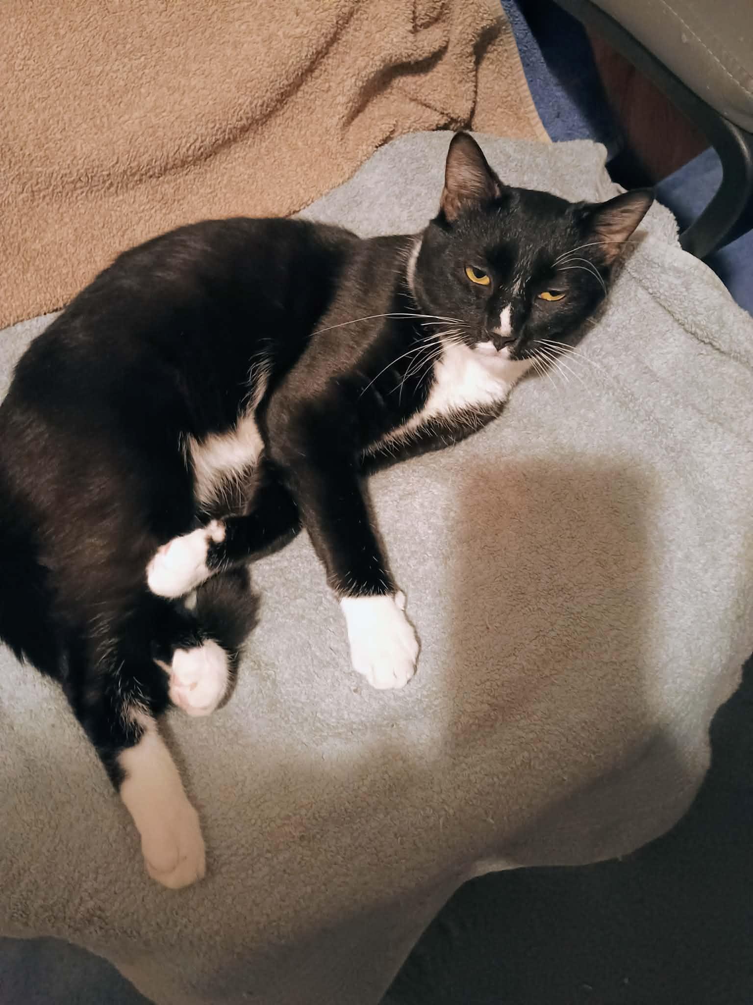 Enlarge Onyx Ax & Q-Tip- BONDED PAIR, a ADOPTABLE Domestic Short Hair in Woodstock, CT image 2/5