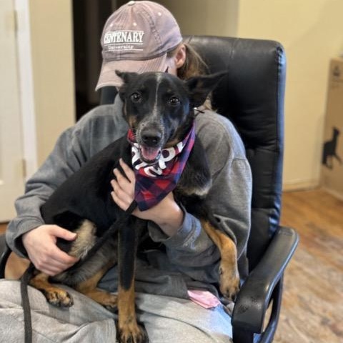 Enlarge Tina, a Adoptable mixed breed in Sparta, NJ image 6/6