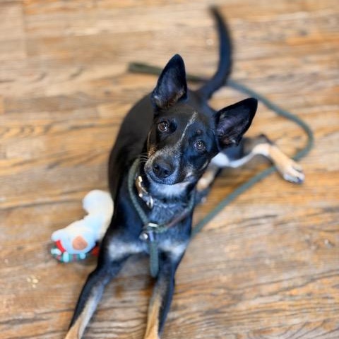 Enlarge Tina, a Adoptable mixed breed in Sparta, NJ image 4/6