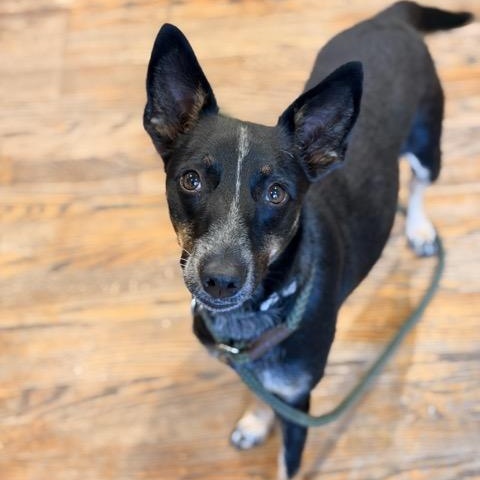 Enlarge Tina, a Adoptable mixed breed in Sparta, NJ image 3/6