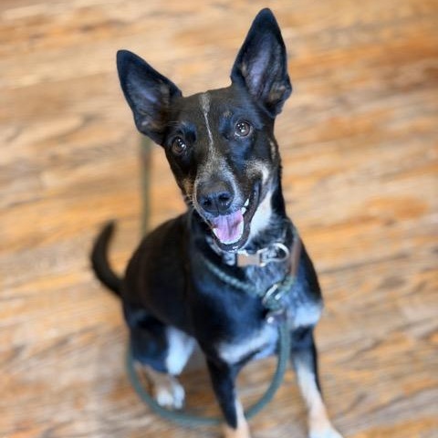 Tina, Adoptable, Young Female Australian Cattle Dog / Blue Heeler & Chihuahua.