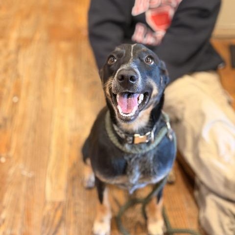 Enlarge Tina, a Adoptable mixed breed in Sparta, NJ image 2/6