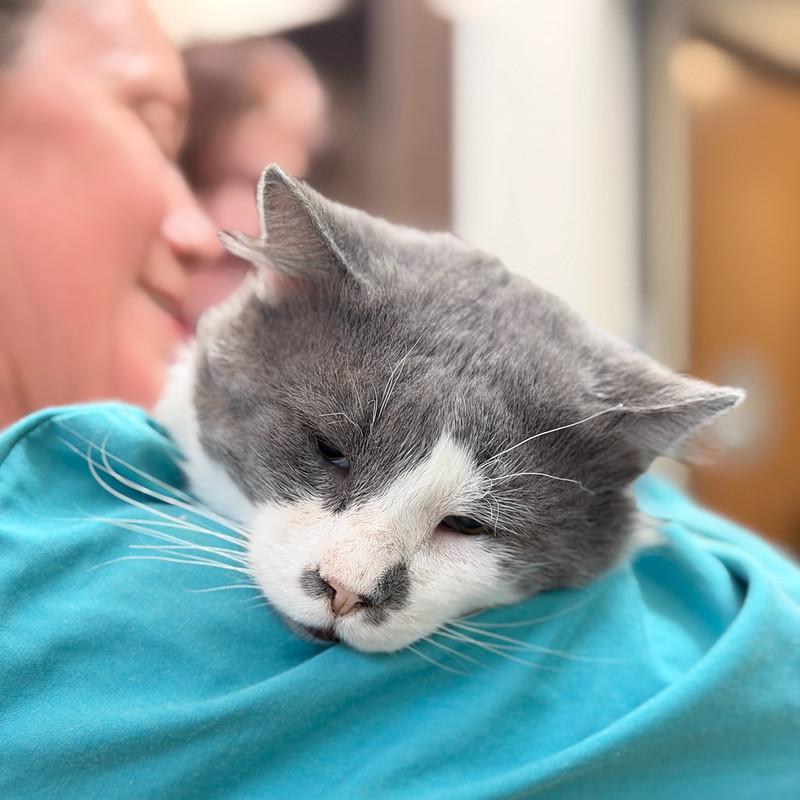 Rainbow, adopted, Adult Male Domestic Medium Hair.