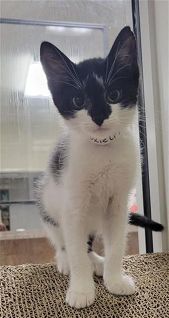 MOXIE, Adoptable, Kitten Female Domestic Short Hair.