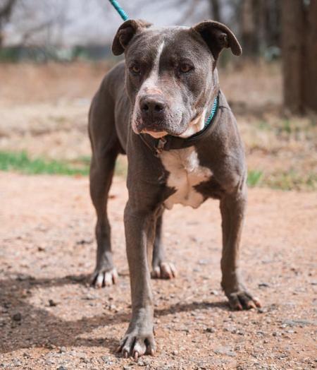 Enlarge Rhino, a Adoptable Pit Bull Terrier in Lubbock, TX image 2/2