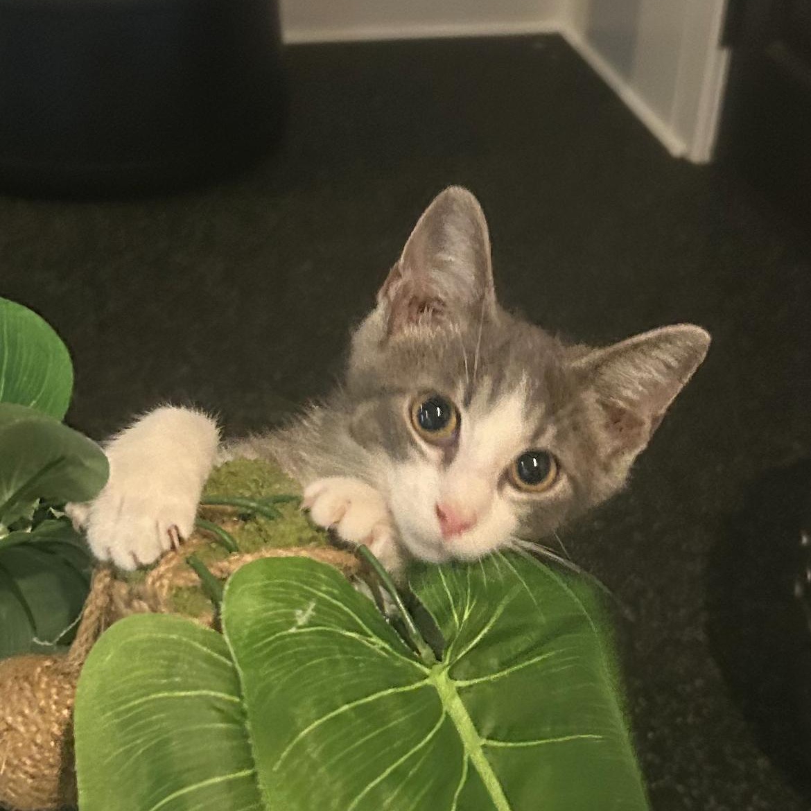 Enlarge Sprout - Riley Fuzzel Petsmart , an adopted Domestic Short Hair in Spring, TX image 1/2