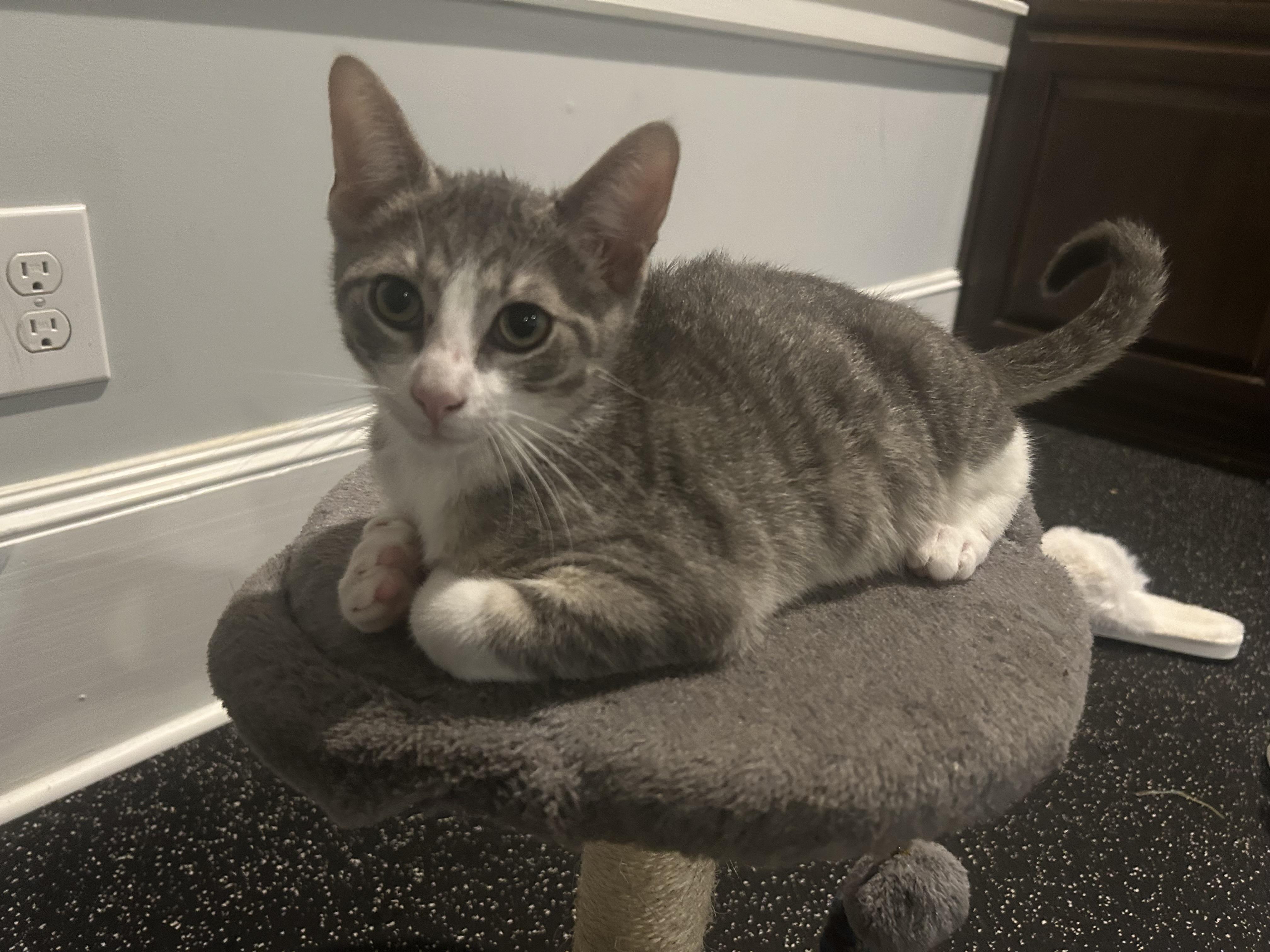 Enlarge Sprout - Riley Fuzzel Petsmart , an adopted Domestic Short Hair in Spring, TX image 2/2