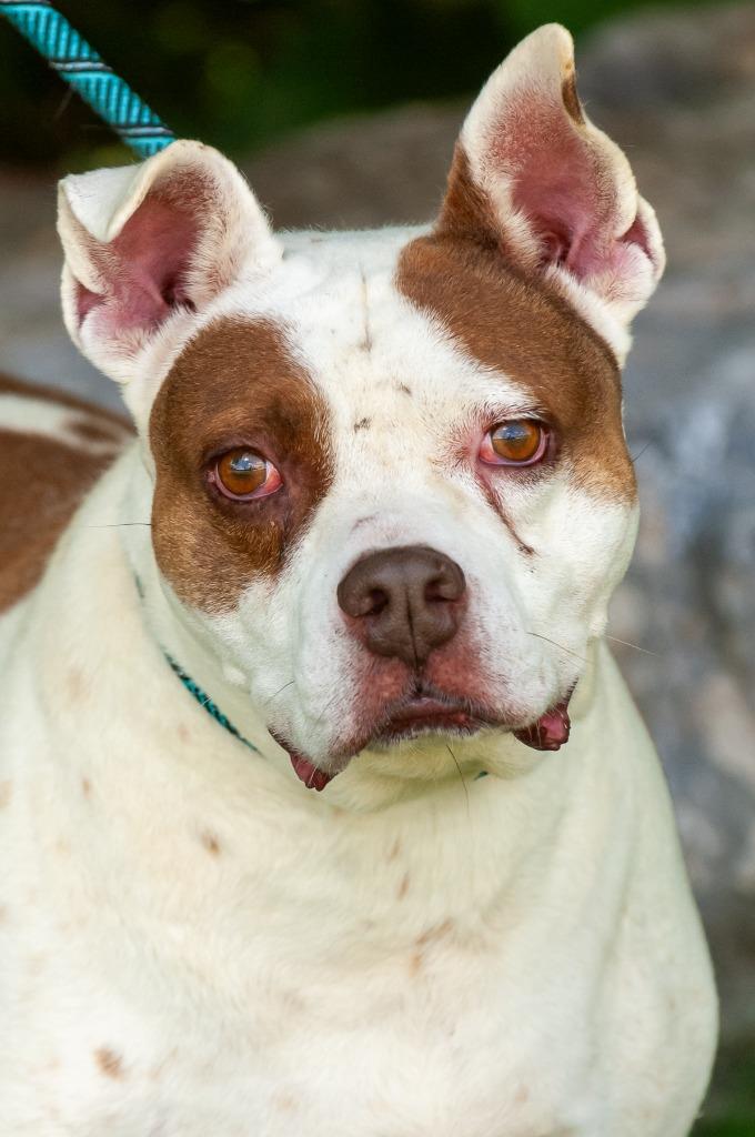 Billy, Adoptable, Senior Male Pit Bull Terrier.