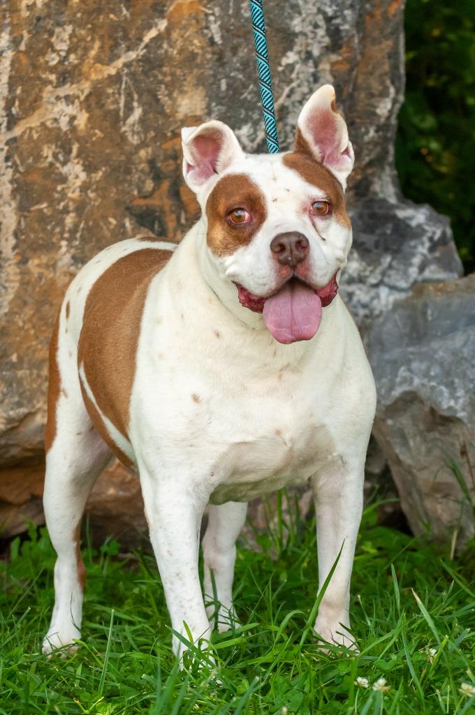 Enlarge Billy, a Adoptable Pit Bull Terrier in Johnson City, TN image 2/4