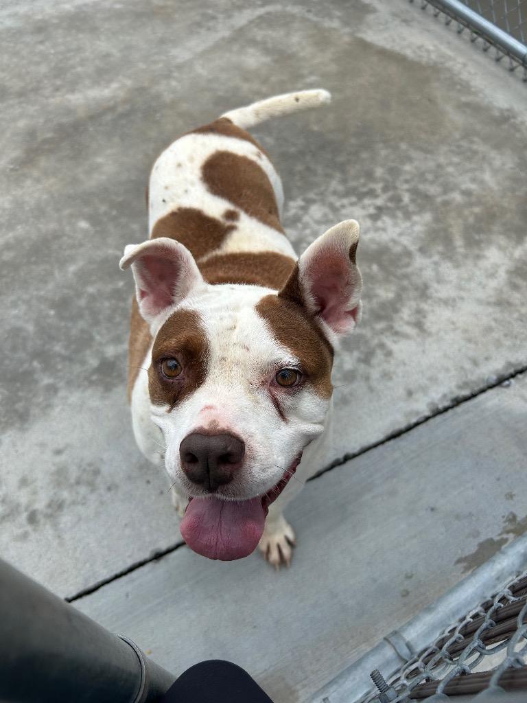Enlarge Billy, a Adoptable Pit Bull Terrier in Johnson City, TN image 3/4