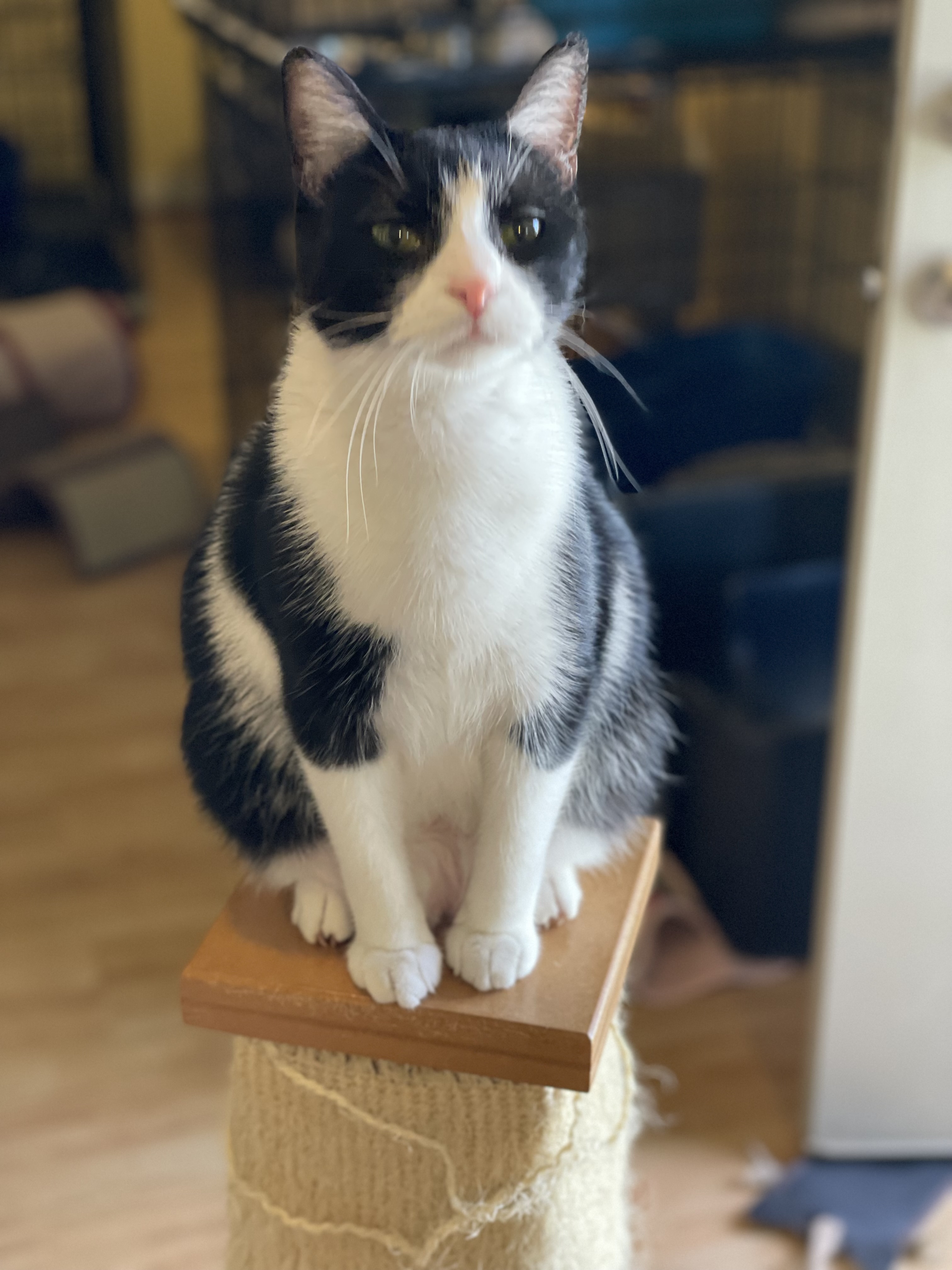 Lucy, a Adoptable Domestic Short Hair in Greensboro, NC image 3/6