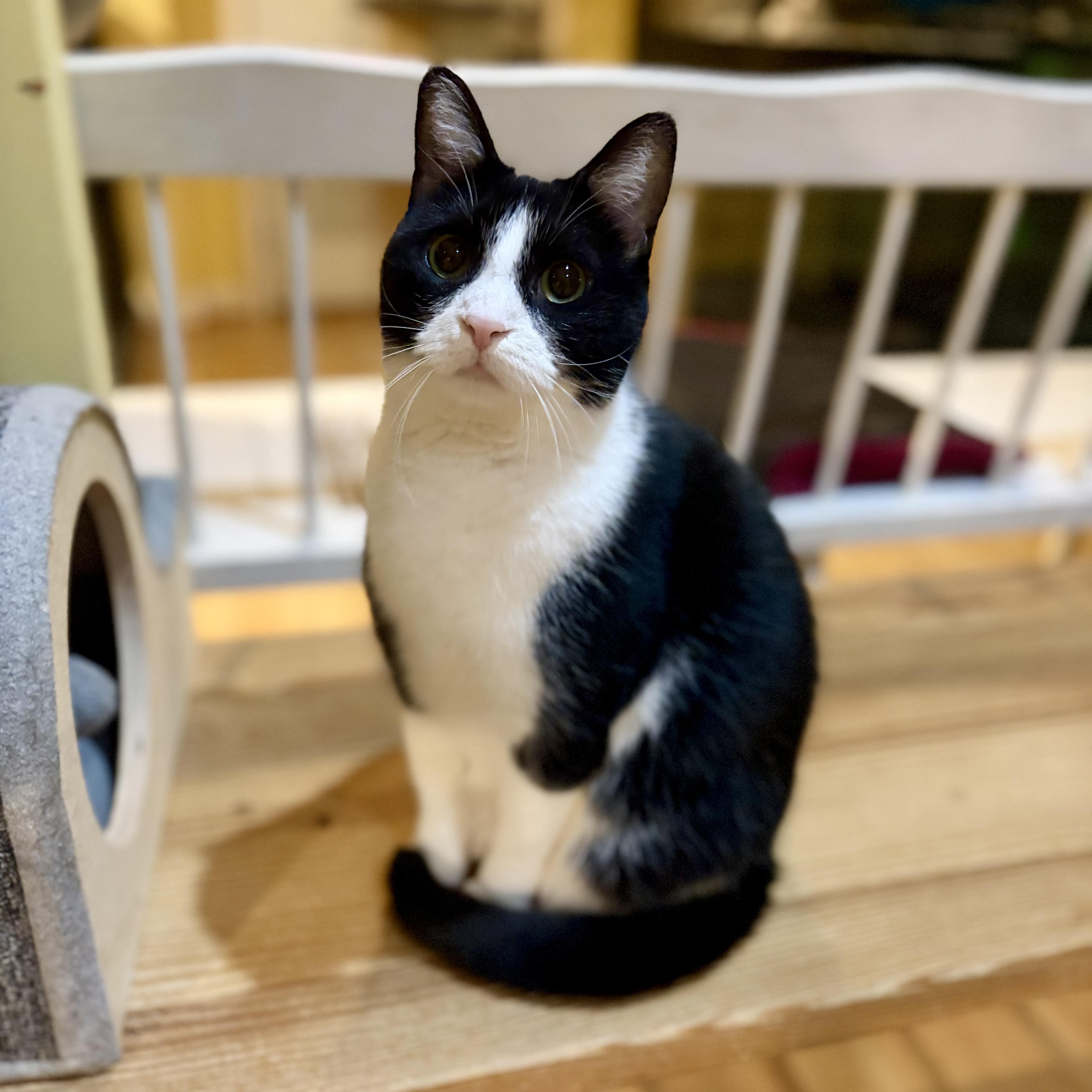 Enlarge Lucy, a Adoptable Domestic Short Hair in Greensboro, NC image 5/6