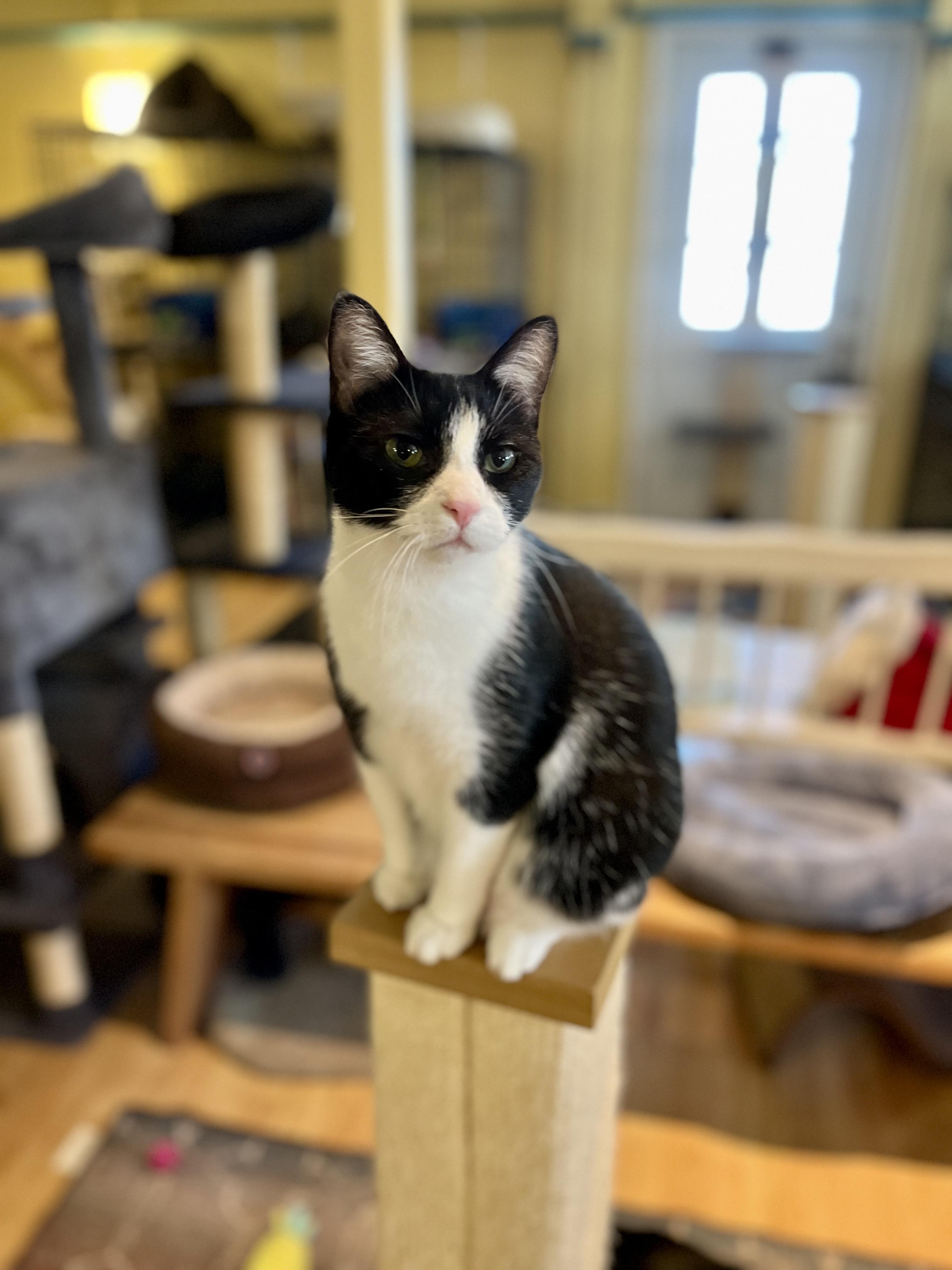 Lucy, a Adoptable Domestic Short Hair in Greensboro, NC image 6/6