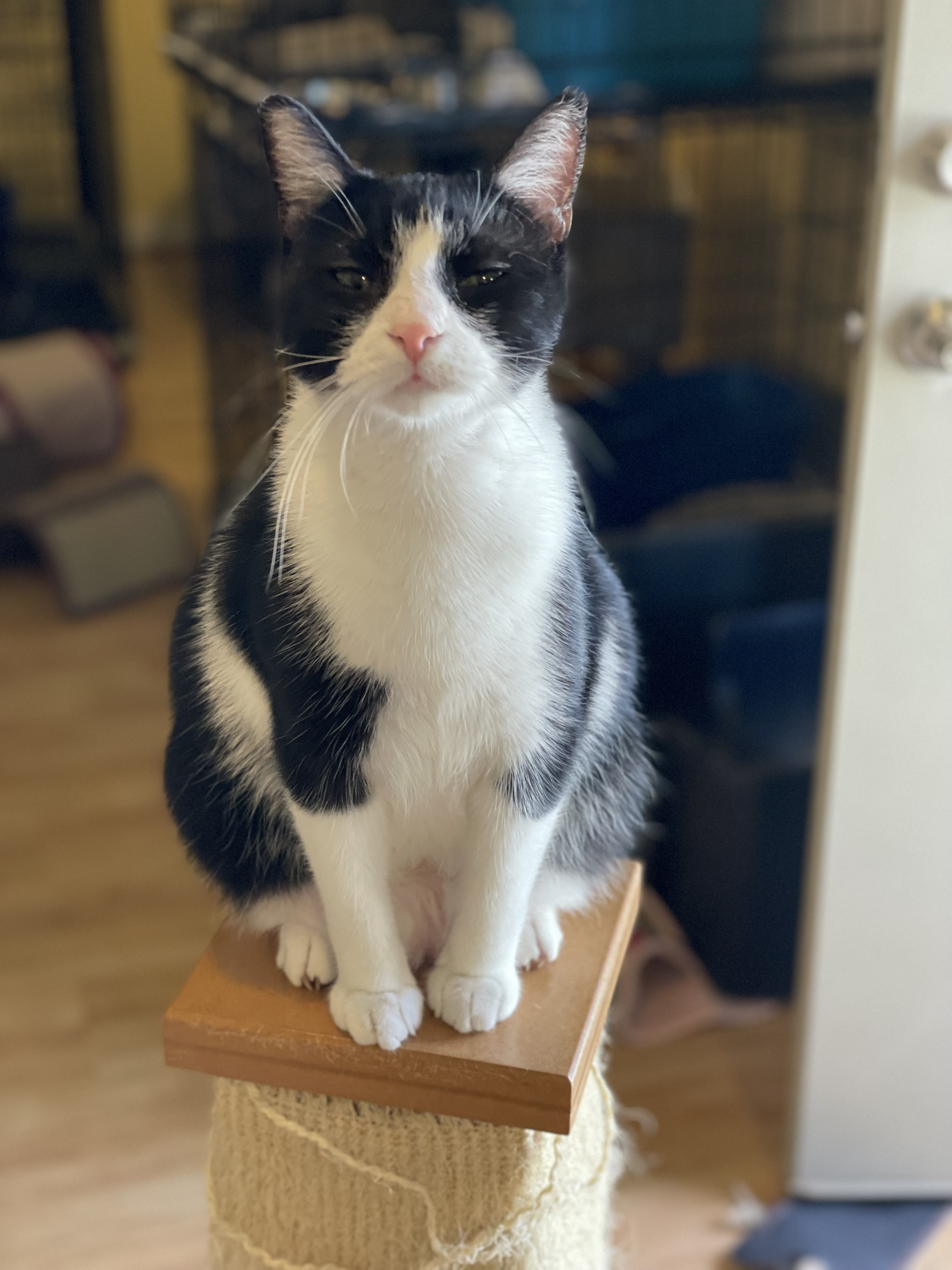 Lucy, a Adoptable Domestic Short Hair in Greensboro, NC image 4/6