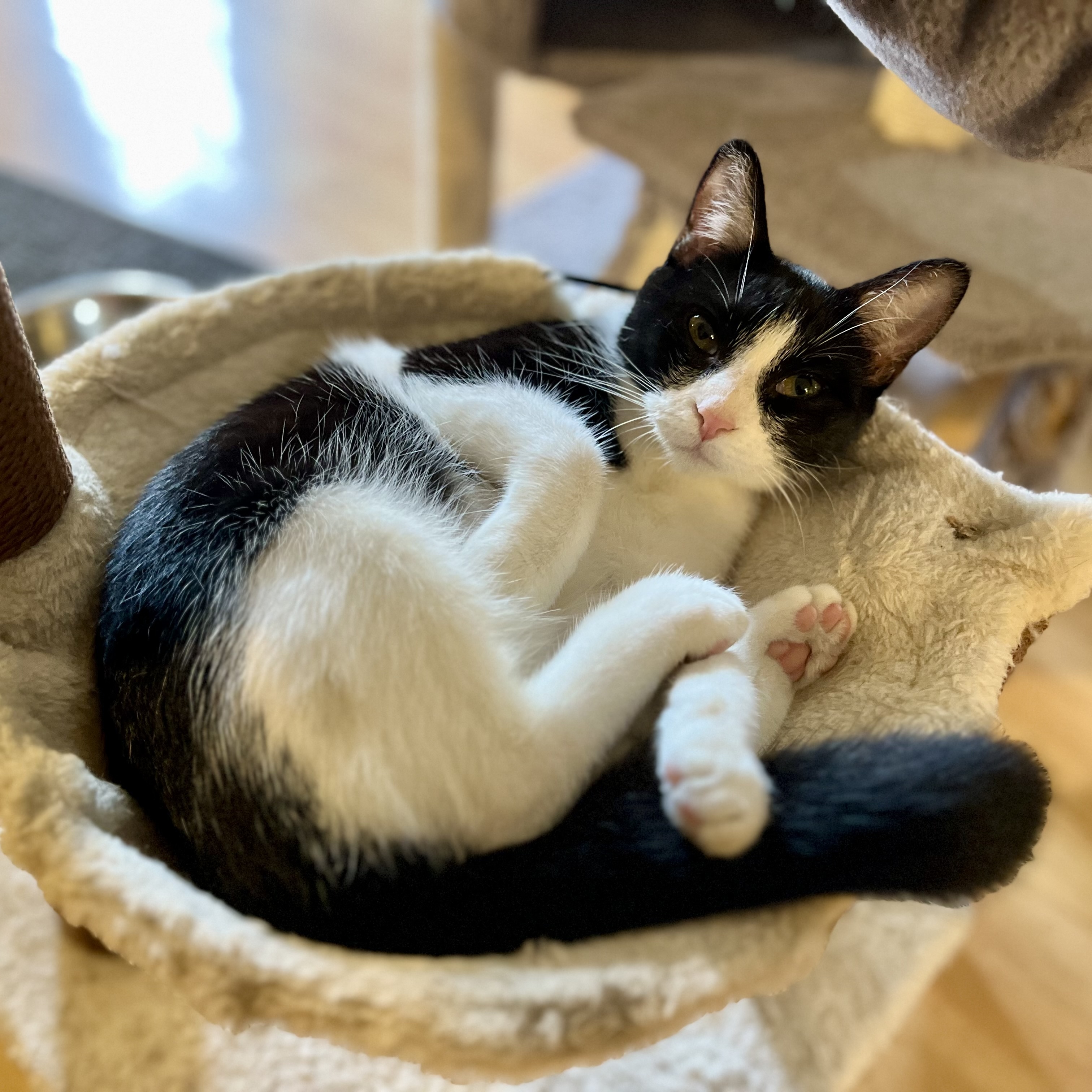 Enlarge Lucy, a Adoptable Domestic Short Hair in Greensboro, NC image 3/6