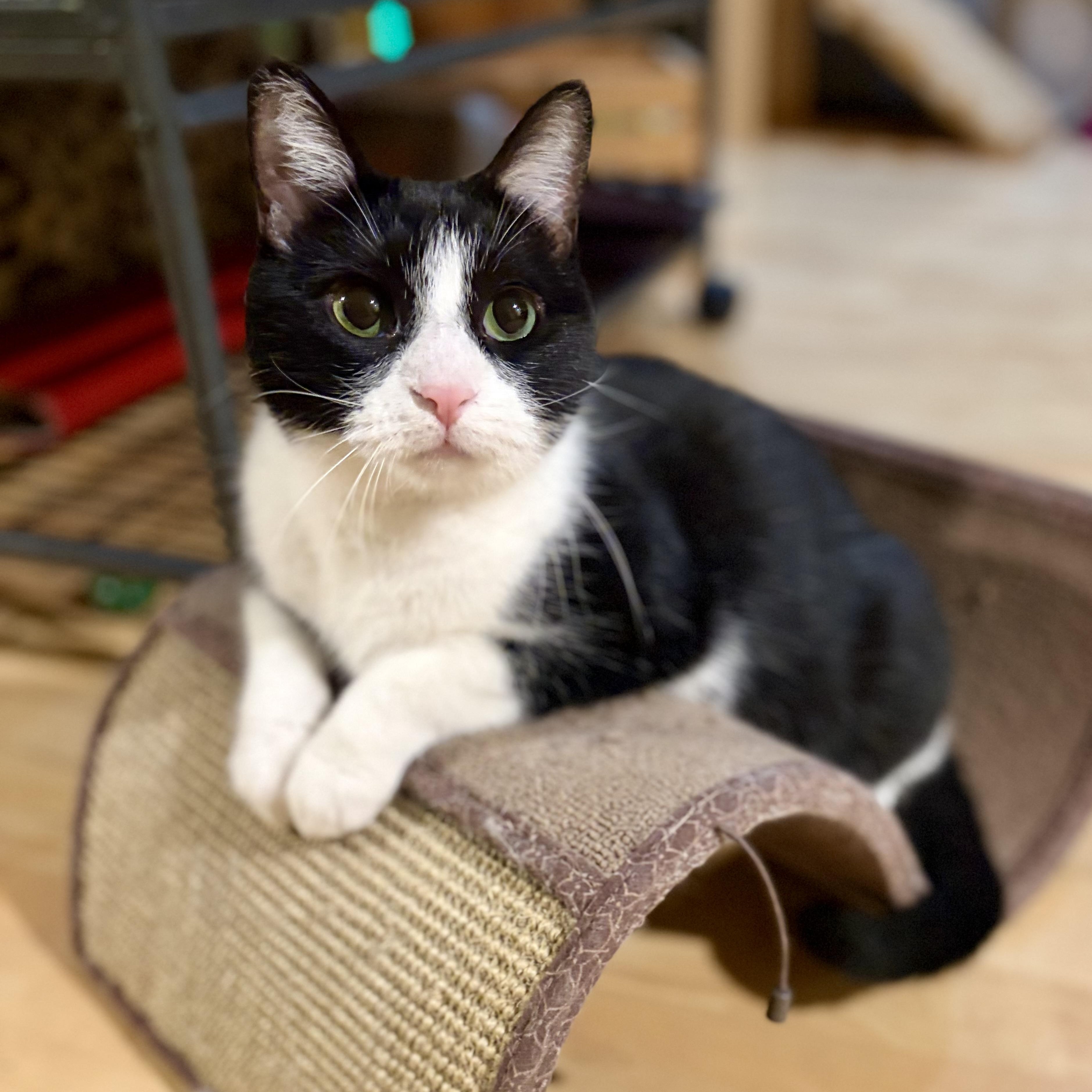 Lucy, Adoptable, Adult Female Domestic Short Hair.