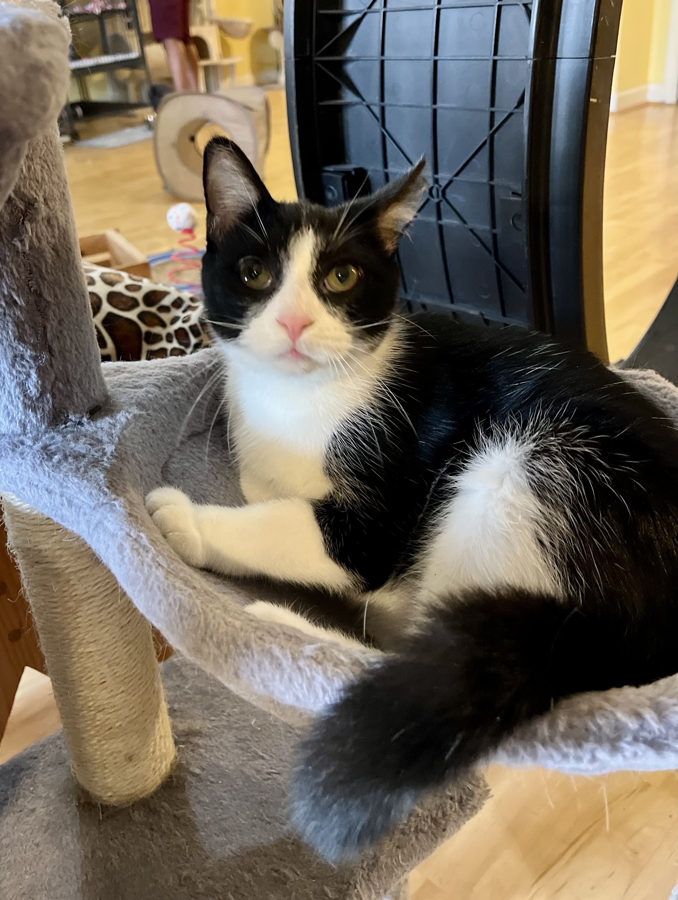 Lucy, a Adoptable Domestic Short Hair in Greensboro, NC image 5/6