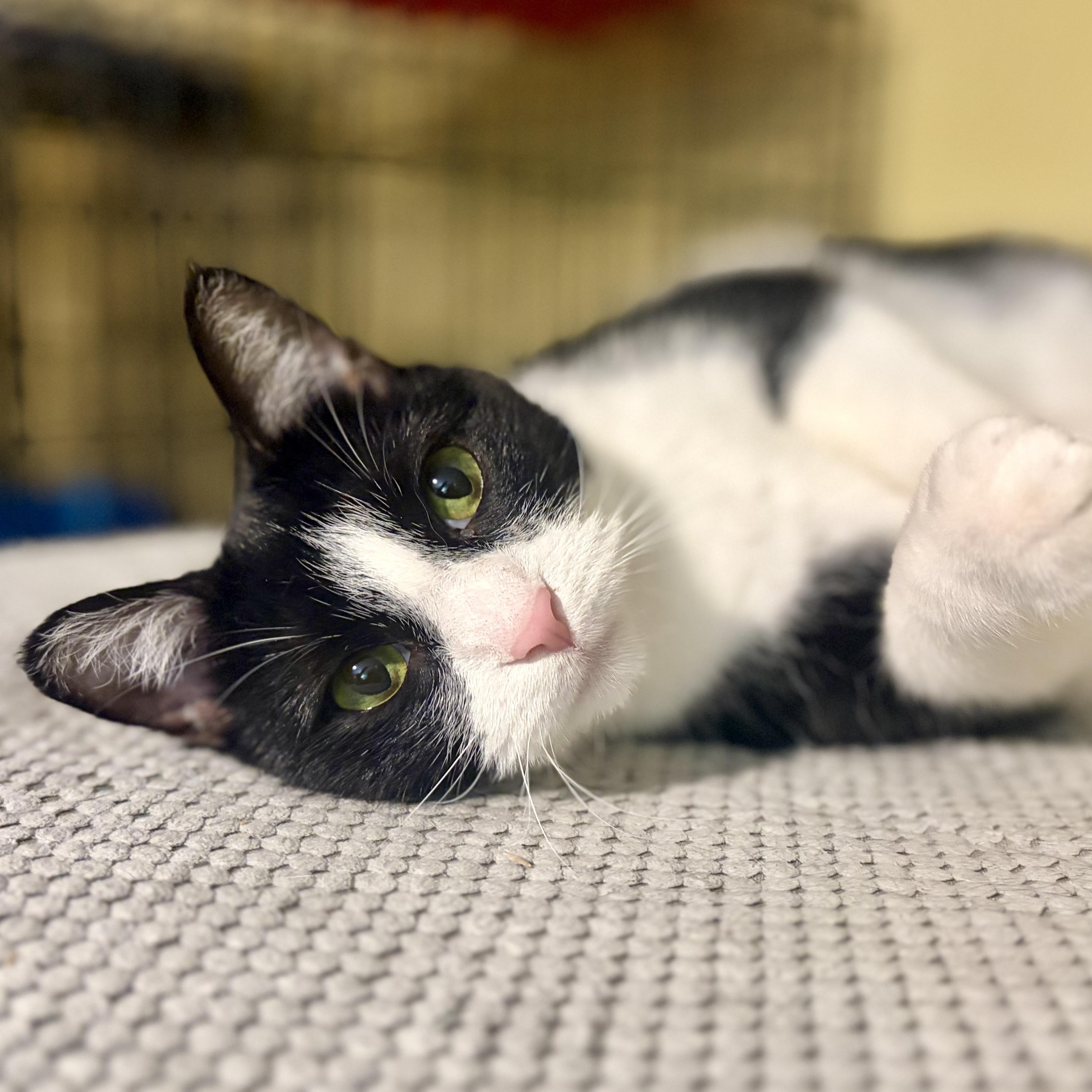 Enlarge Lucy, a Adoptable Domestic Short Hair in Greensboro, NC image 2/6