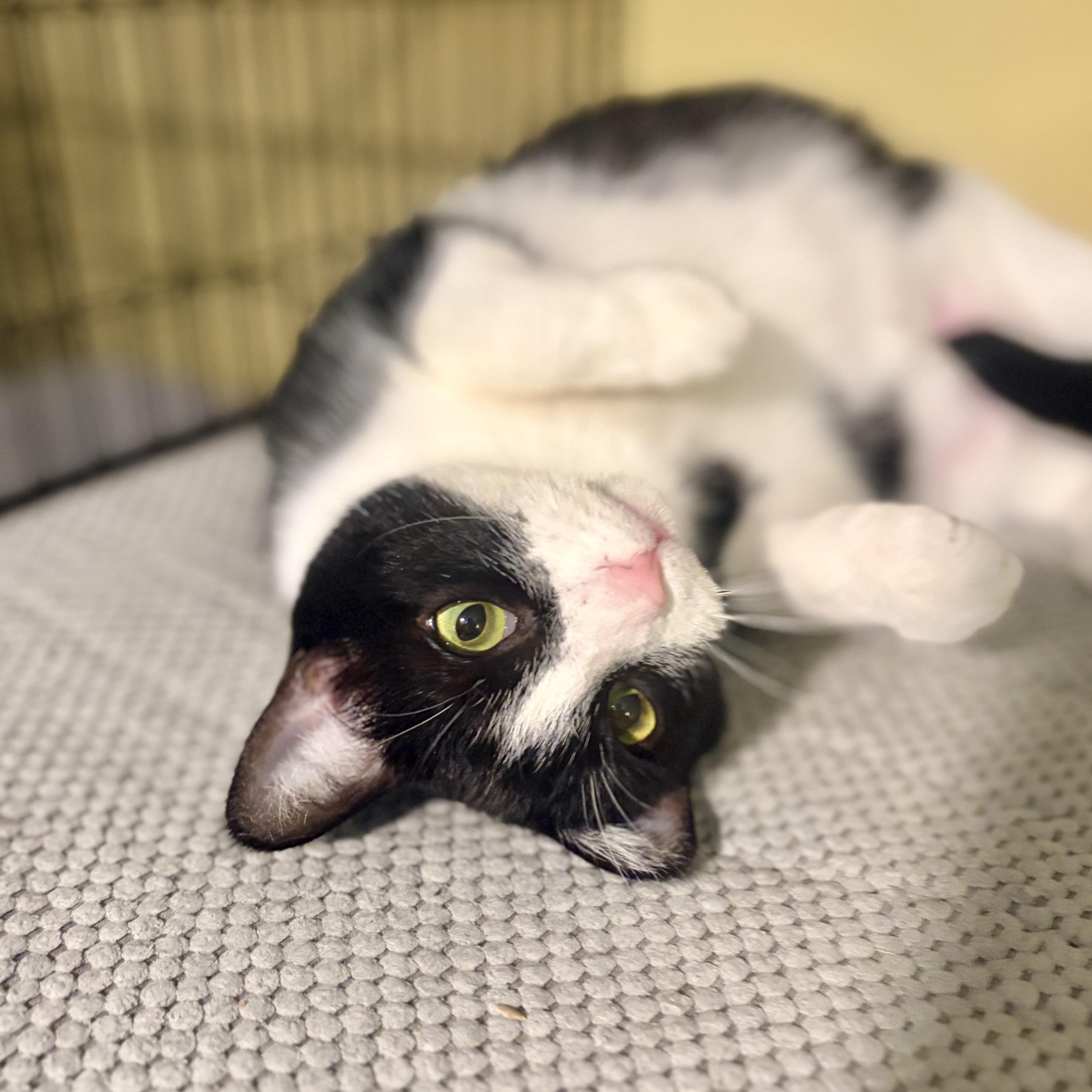 Enlarge Lucy, a Adoptable Domestic Short Hair in Greensboro, NC image 4/6