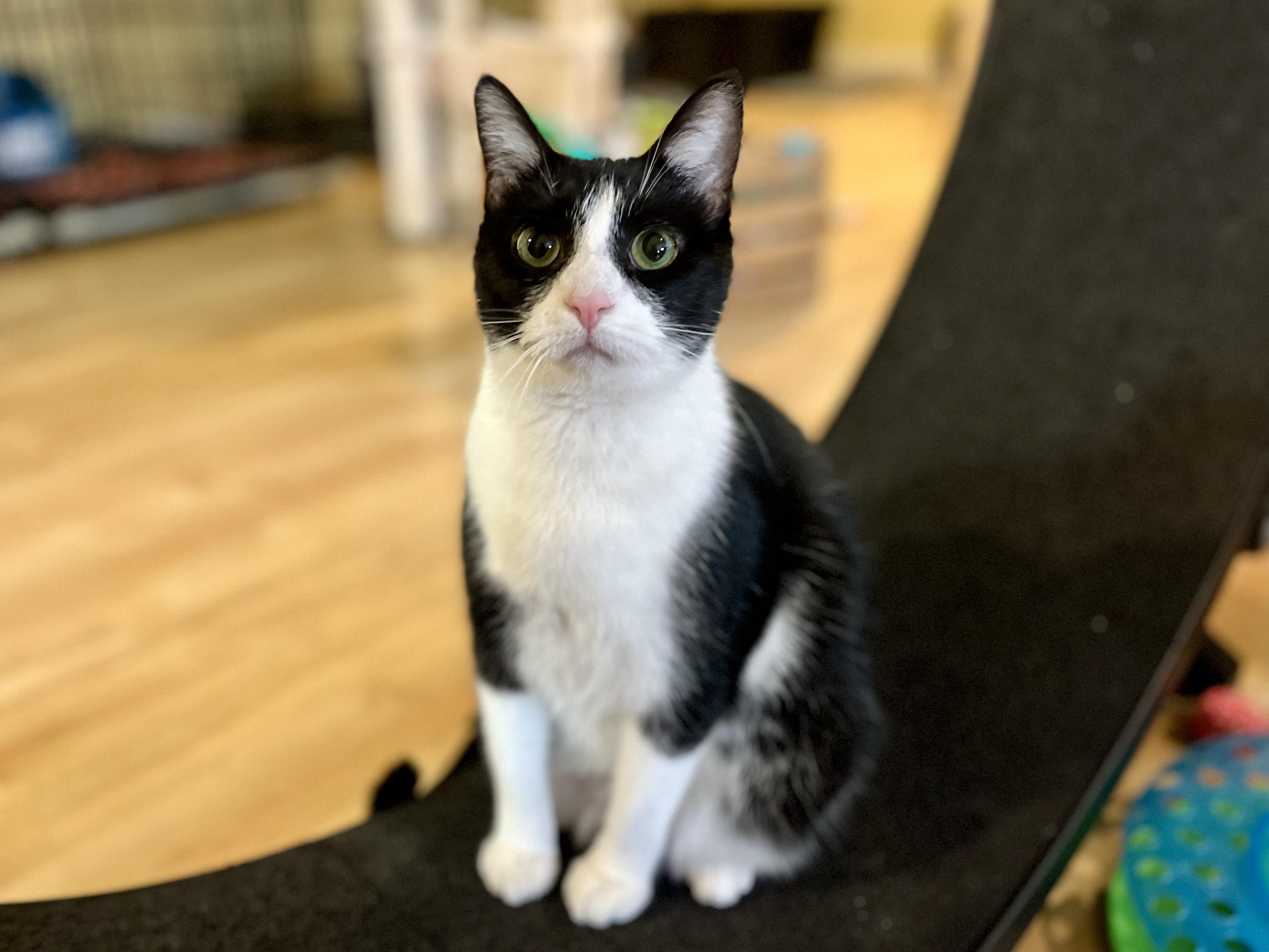 Lucy, a Adoptable Domestic Short Hair in Greensboro, NC image 1/6