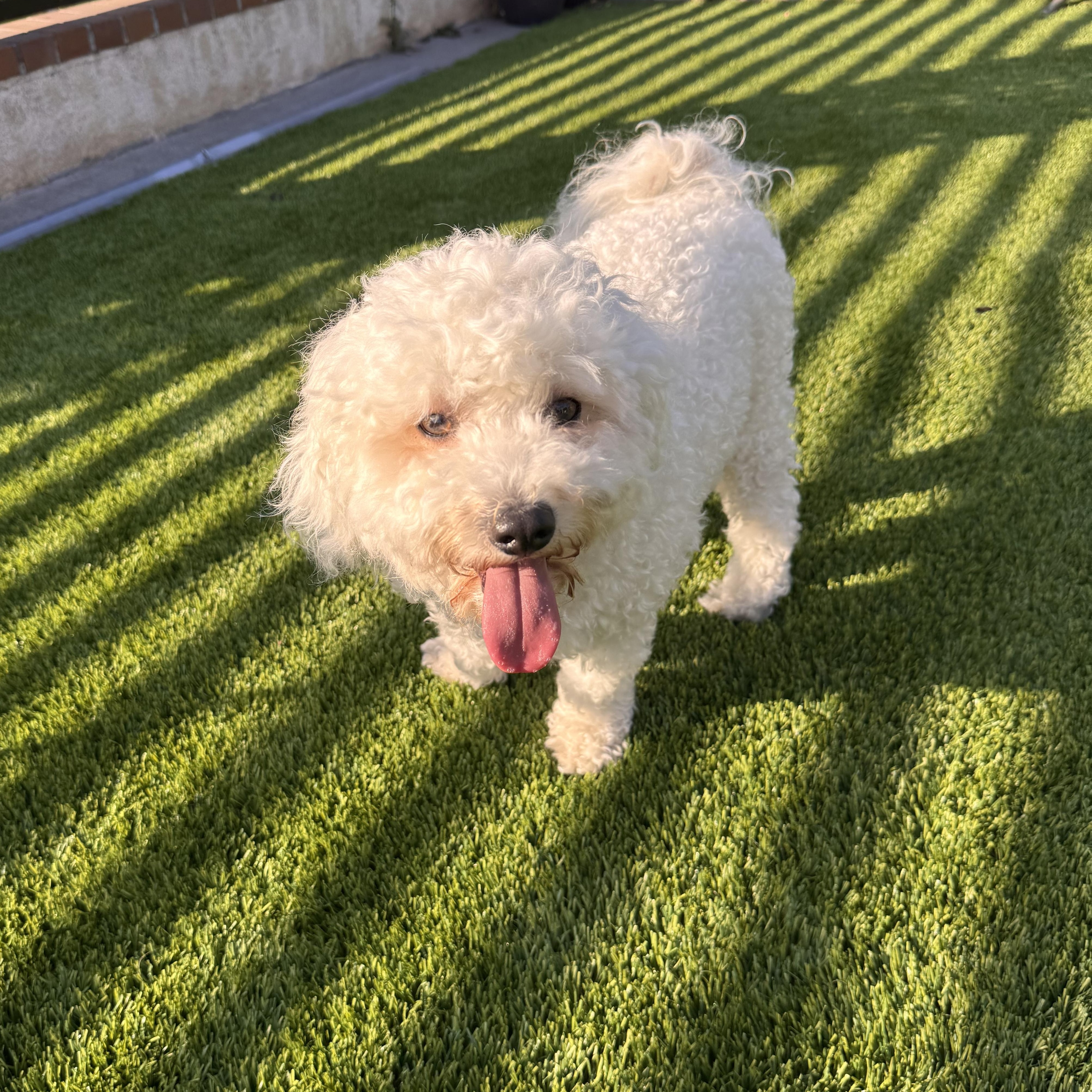 Guroom, a Adopted mixed breed in San Jose, CA image 1/4