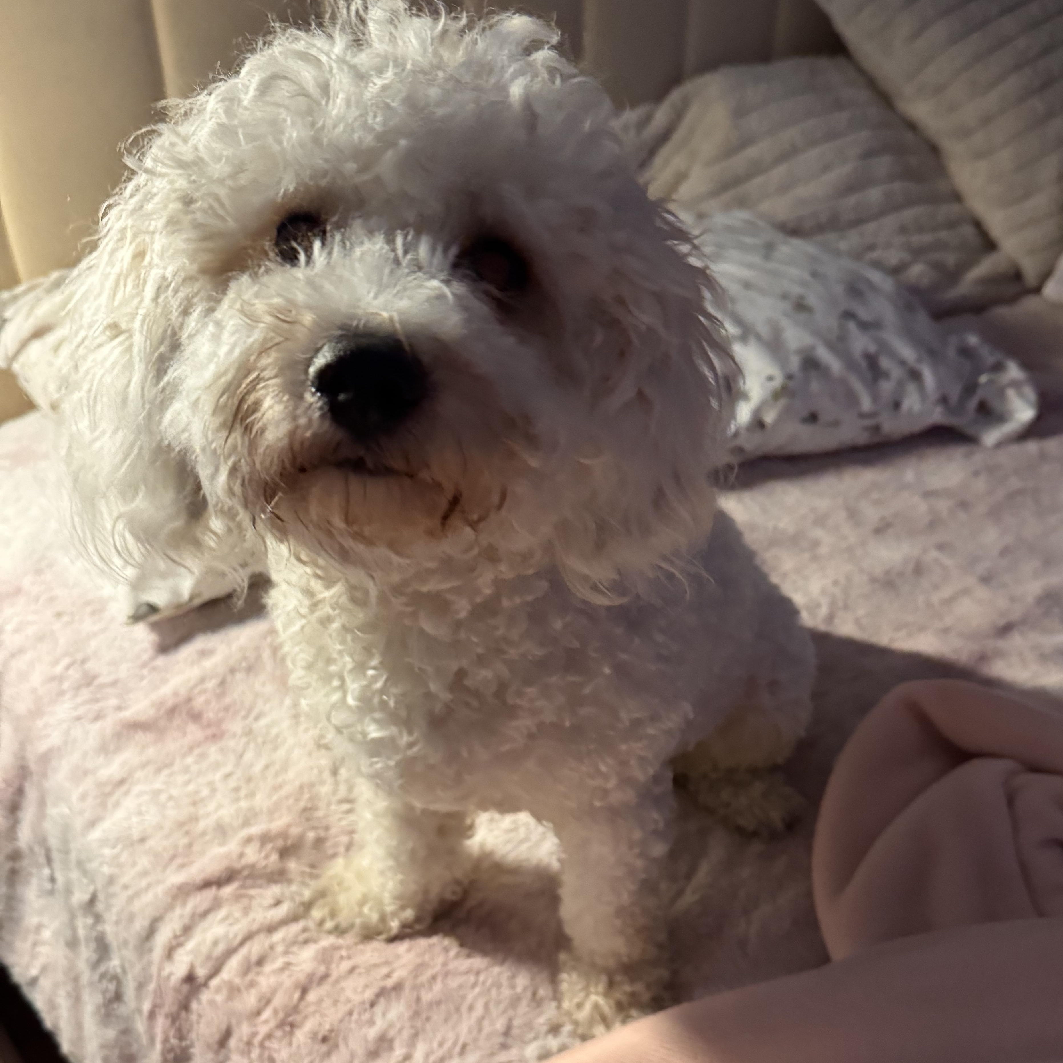 Guroom, a Adopted mixed breed in San Jose, CA image 2/4