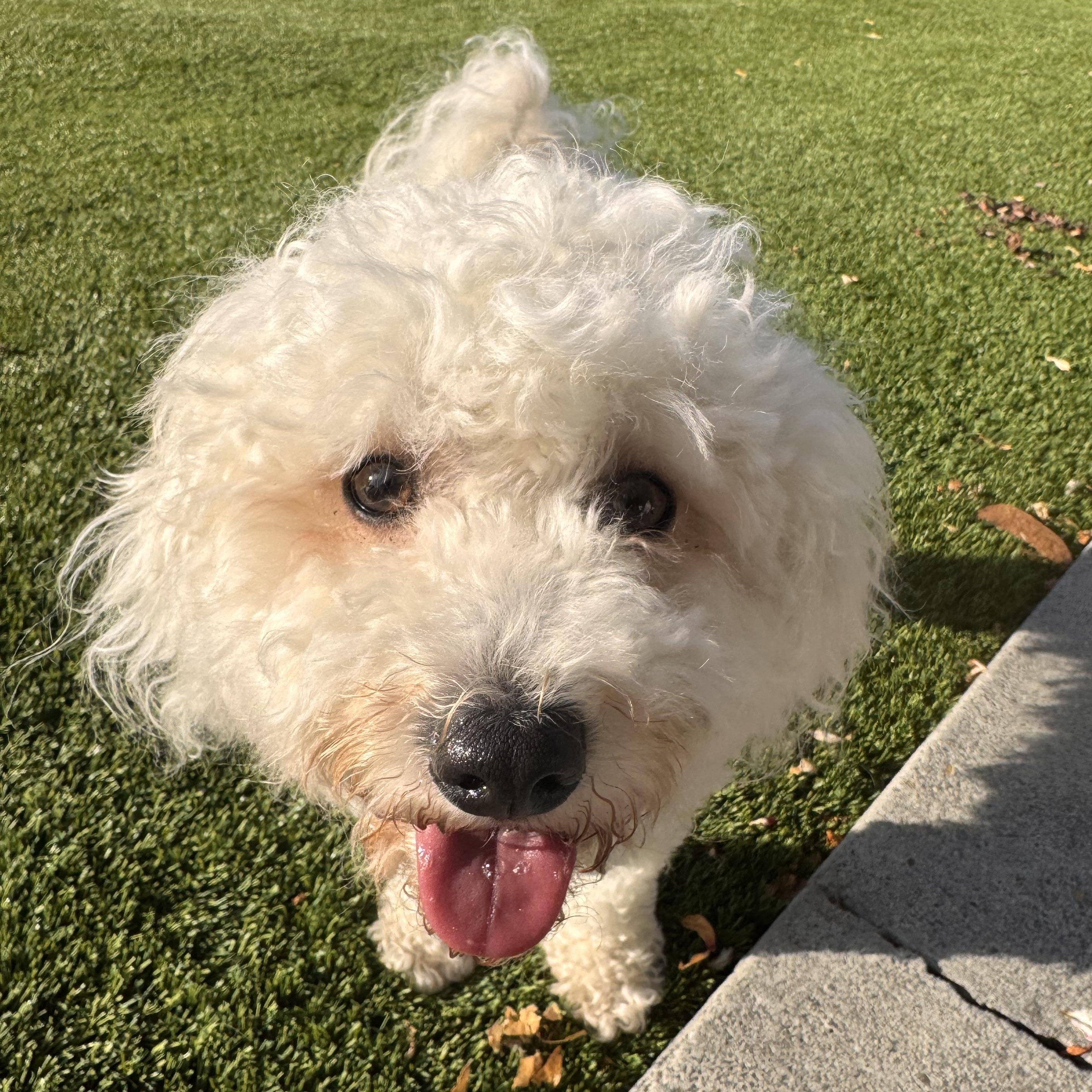 Guroom, a Adopted mixed breed in San Jose, CA image 3/4