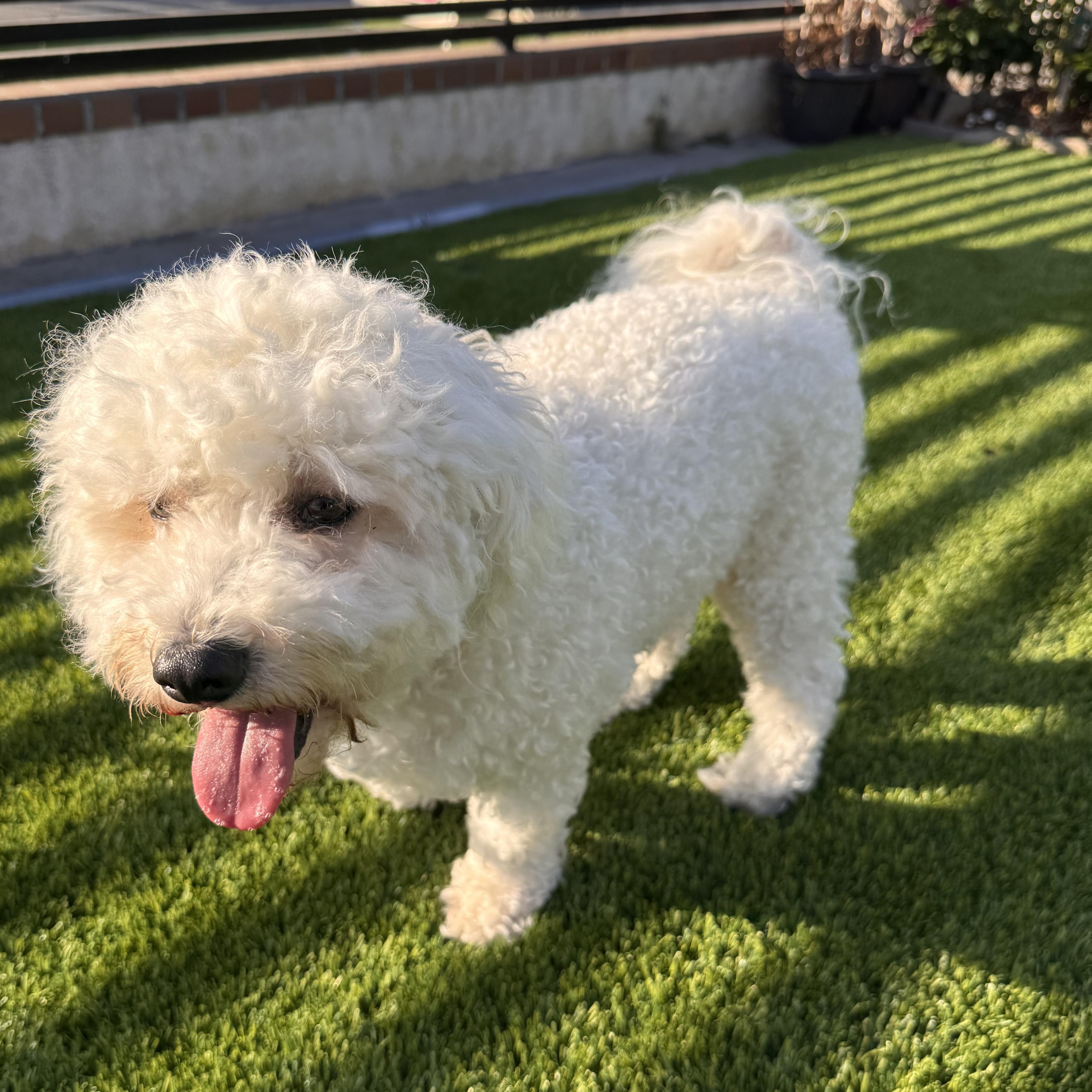 Guroom, a Adopted mixed breed in San Jose, CA image 4/4