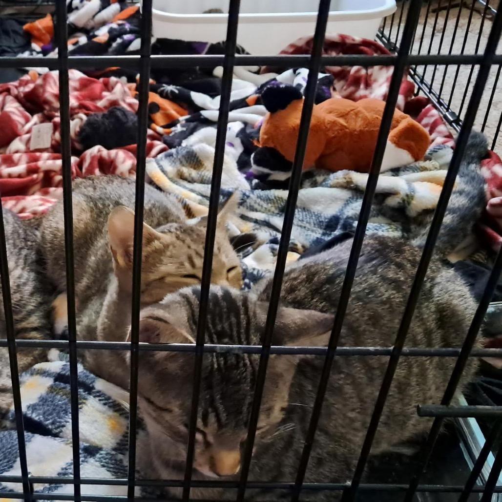 Enlarge Stevie, a Adoptable Domestic Short Hair in Rochester, MN image 1/3