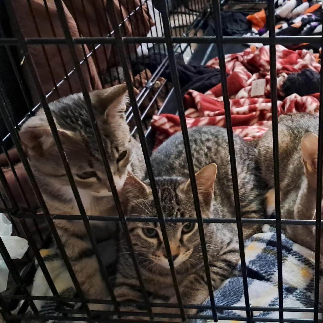 Stevie — thumbnail 2