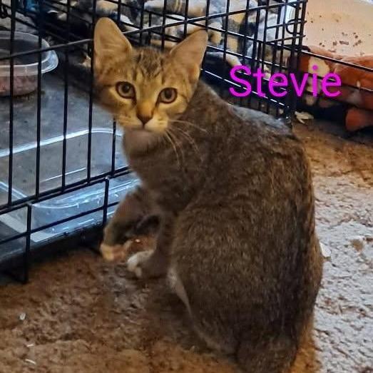 Stevie — thumbnail 3