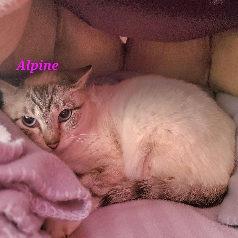 Enlarge Alpine, a Adoptable Siamese in Diamond Springs, CA image 1/3