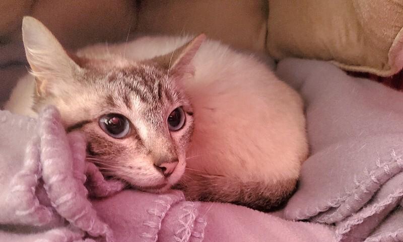 Enlarge Alpine, a Adoptable Siamese in Diamond Springs, CA image 2/3