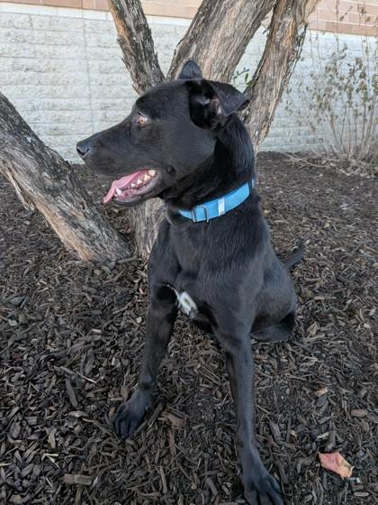 Dukalicous, Adoptable, Puppy Male Labrador Retriever & Mixed Breed.