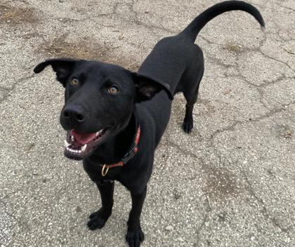 Dukalicous, Adoptable, Puppy Male Labrador Retriever & Mixed Breed.