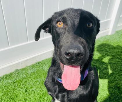 Enlarge Dukalicous, a Adoptable mixed breed in Alamo Heights, TX image 1/3