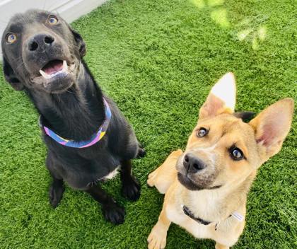 Enlarge Dukalicous, a Adoptable mixed breed in Alamo Heights, TX image 2/3