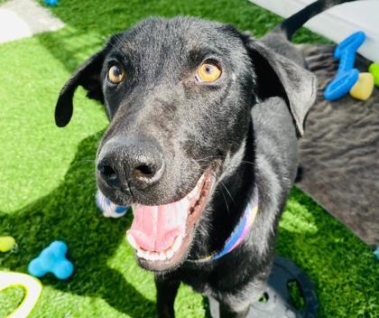 Enlarge Dukalicous, a Adoptable mixed breed in Alamo Heights, TX image 3/3