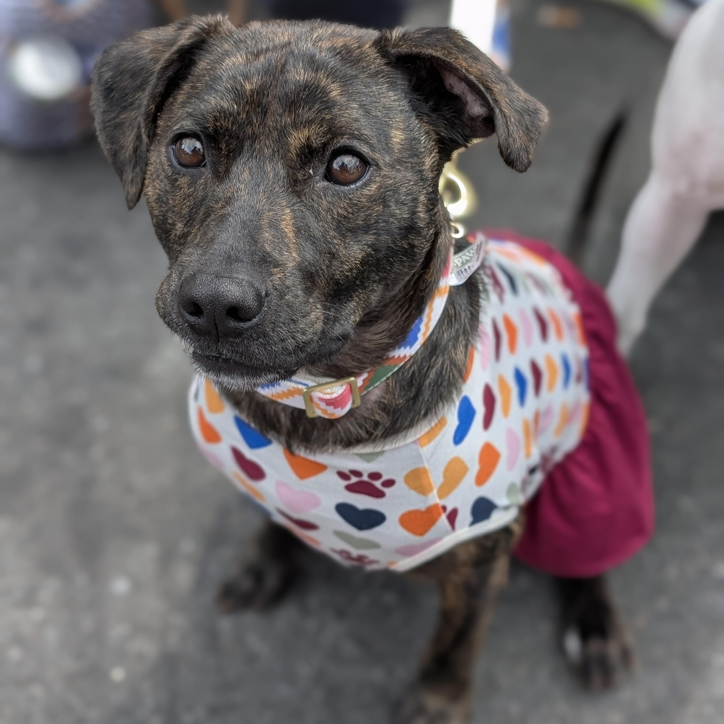 Emmeline, a Adoptable Terrier in Ozone Park, NY image 5/6