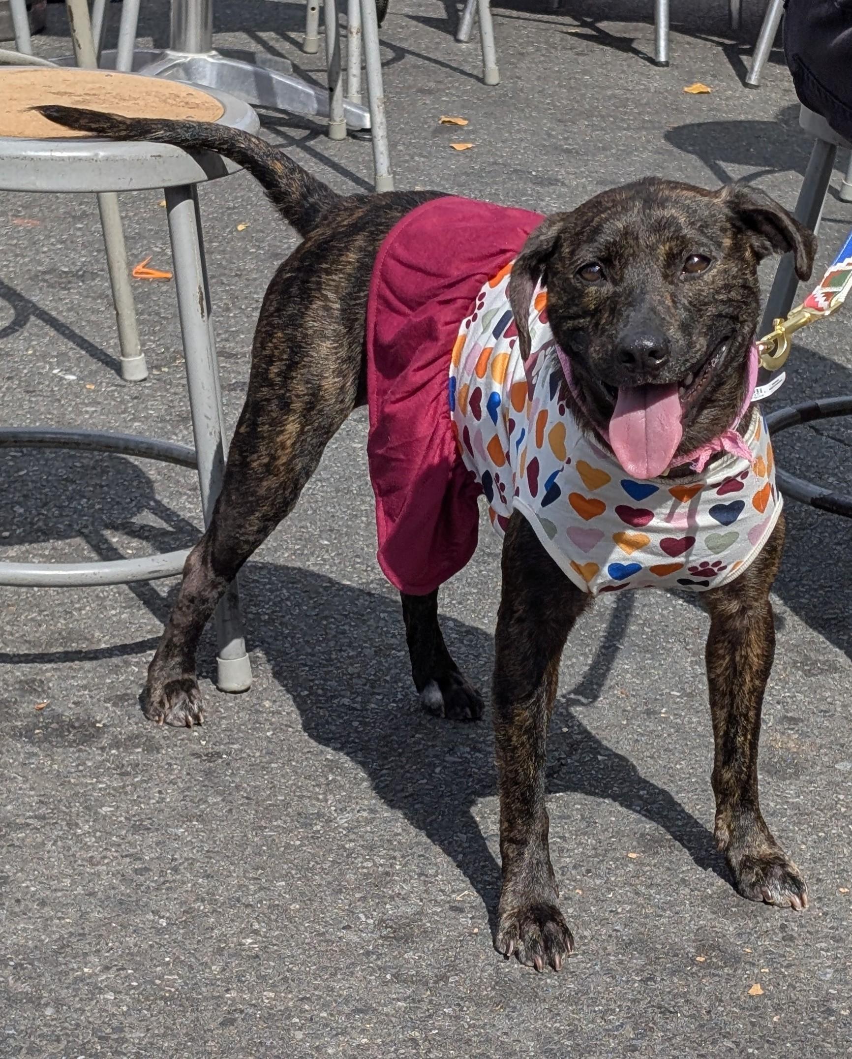Emmeline, a Adoptable Terrier in Ozone Park, NY image 6/6