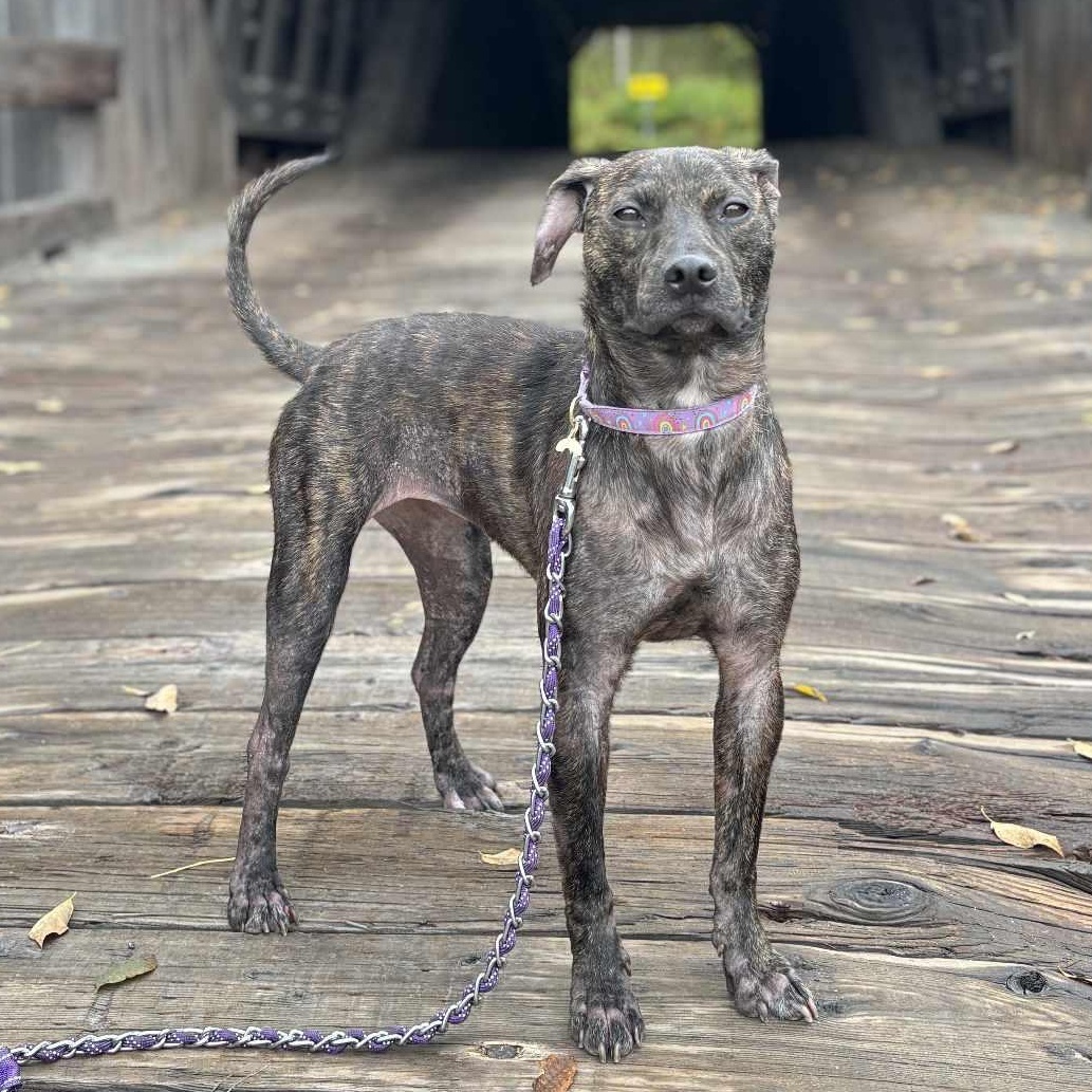 Emmeline, a Adoptable Terrier in Ozone Park, NY image 2/6