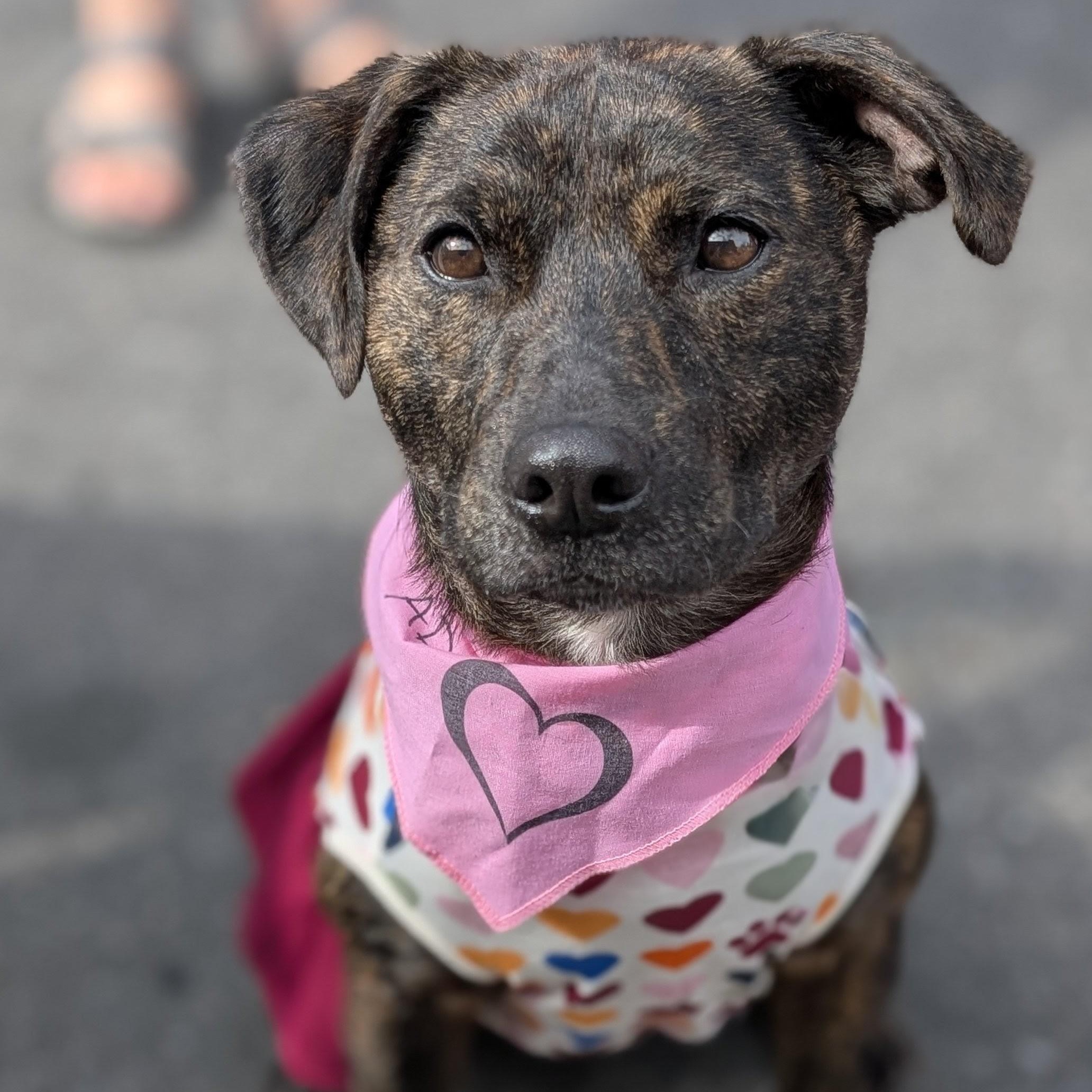 Emmeline, Adoptable, Young Female Terrier.