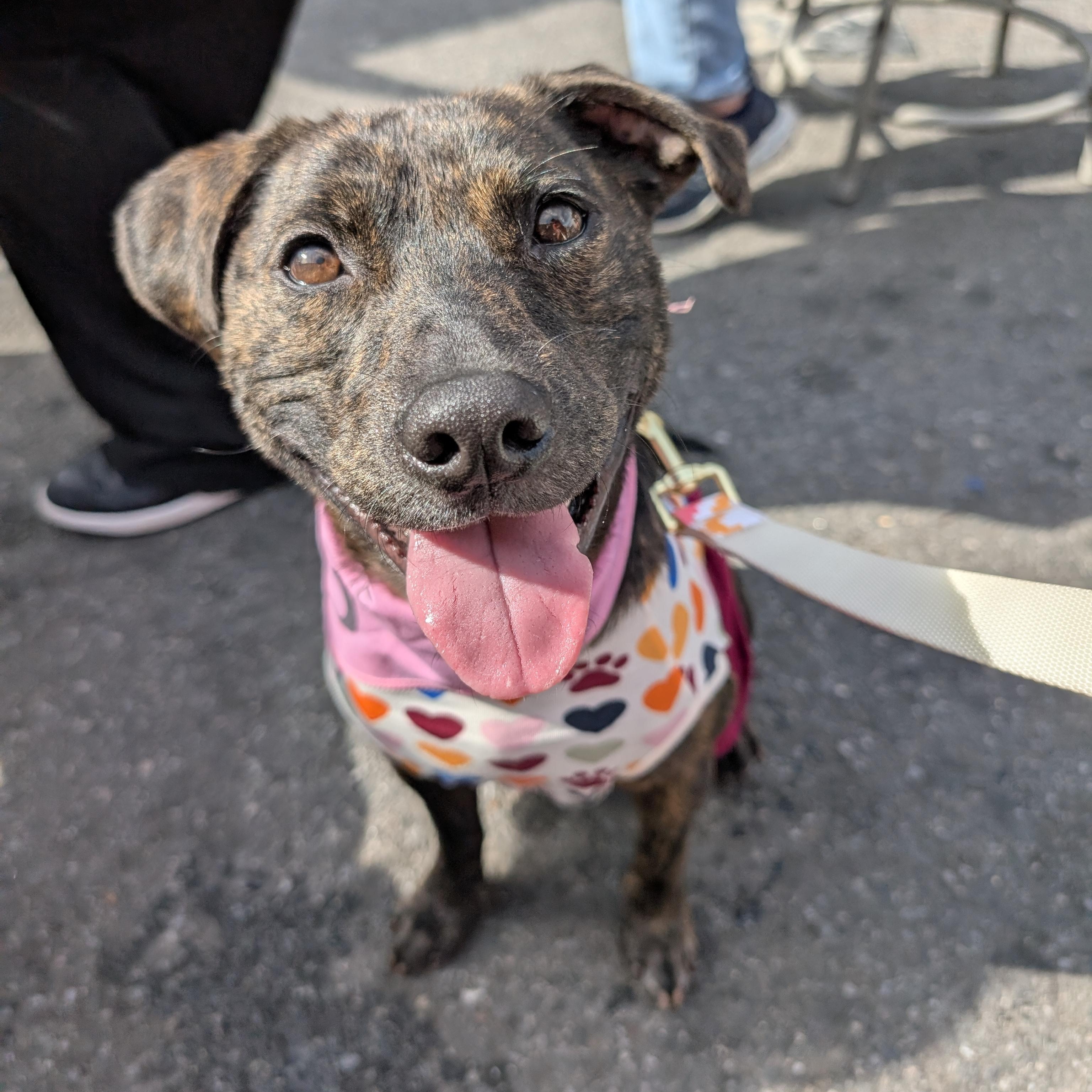 Emmeline, a Adoptable Terrier in Ozone Park, NY image 4/6