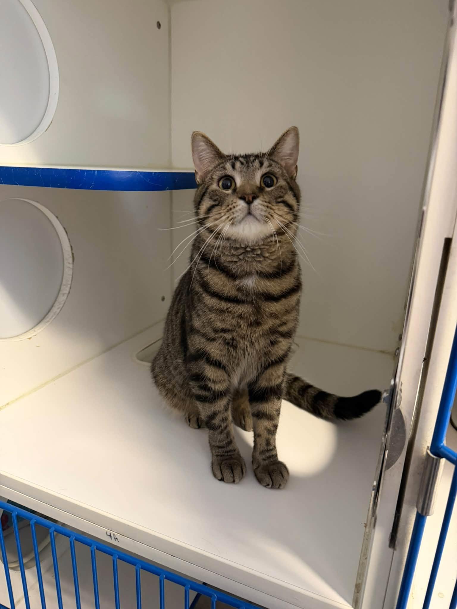 Peter, Adoptable, Adult Male Domestic Short Hair.