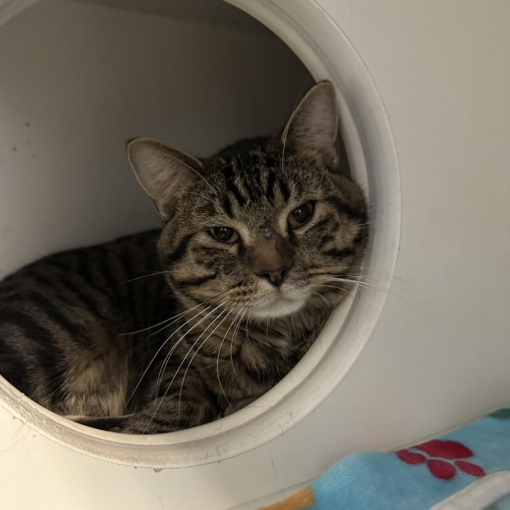Enlarge Peter, a Adoptable Domestic Short Hair in Clinton, IL image 2/3